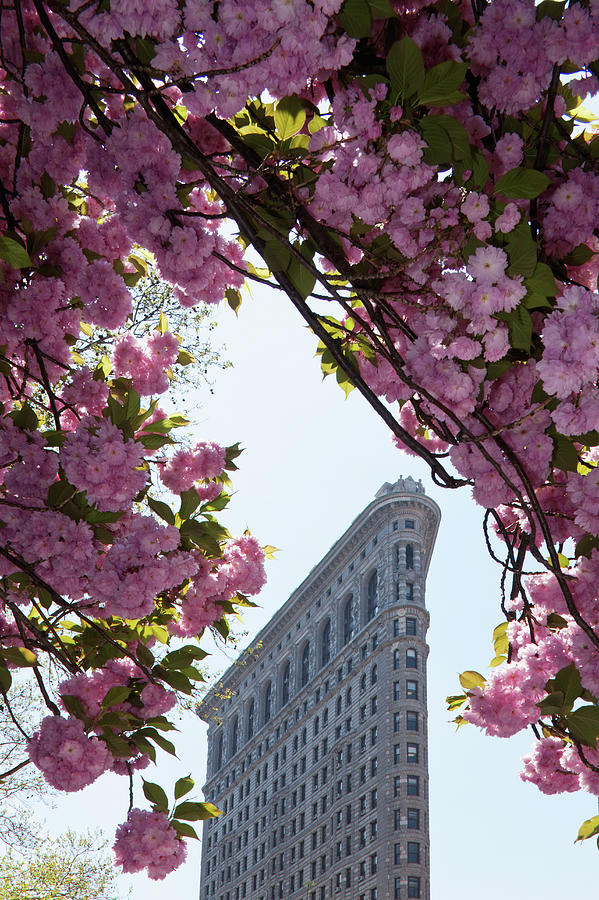 Manhattan,flatiron Building And Tree In Photograph by Siegfried Layda