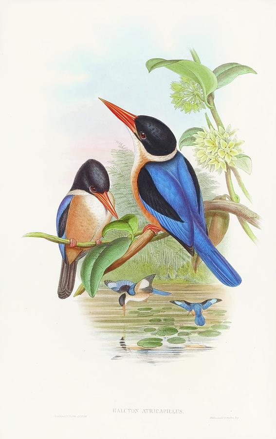 Manilla Kingfisher Painting by John Gould Manilla Kingfisher Painting by John Gould