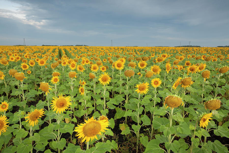 Manitoba Sunflower Photograph by Mysticenergy