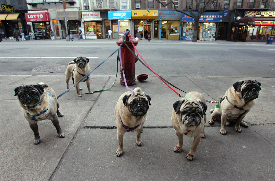 Manny Celnicks Five Pugs Look To Be Photograph by New York Daily News Archive