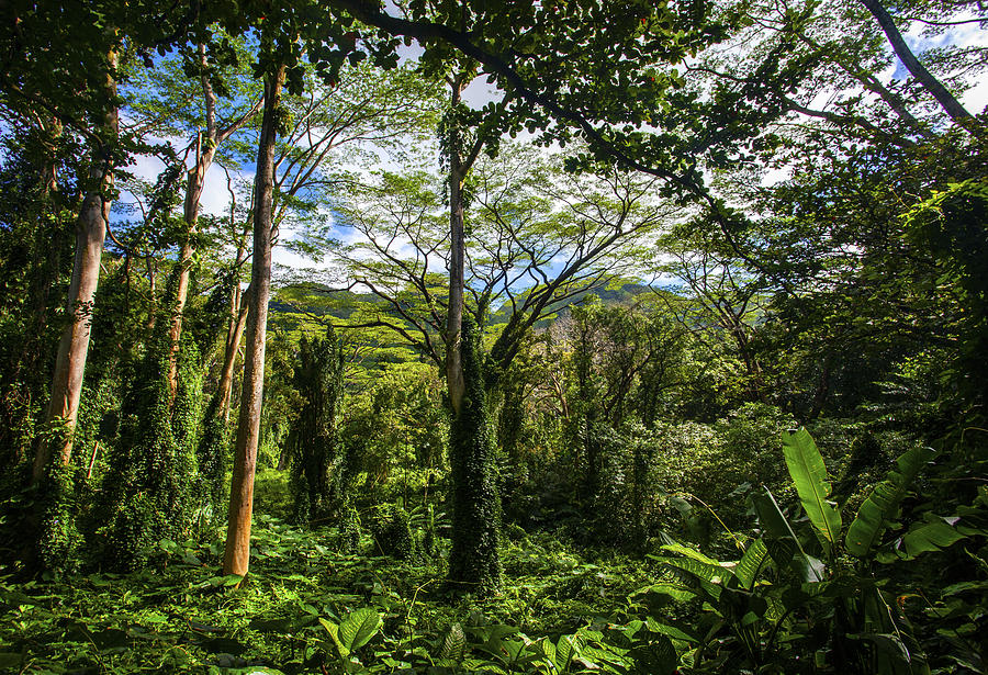 Manoa Falls Rain Forest Photograph by Anthony Jones