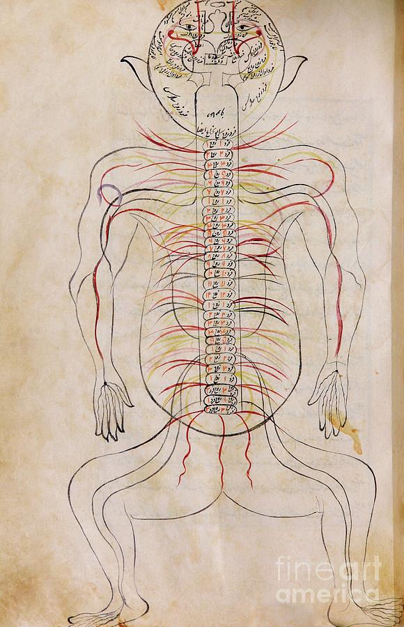 Mansur's Anatomy Photograph by Us National Library Of Medicine/science ...