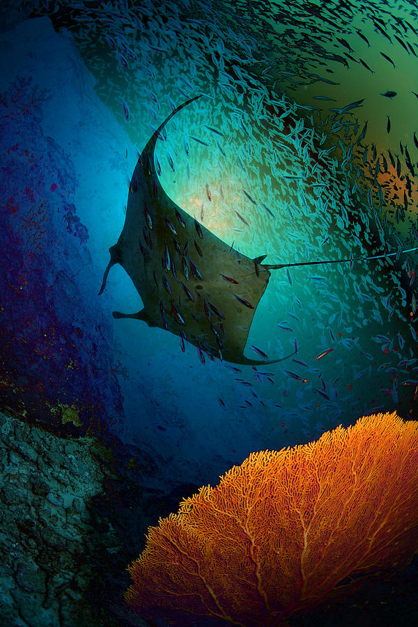 Manta Dreams Photograph by Nature, Underwater And Art Photos. Www.narchuk.com Manta Dreams Photograph by Nature, Underwater And Art Photos. Www.narchuk.com