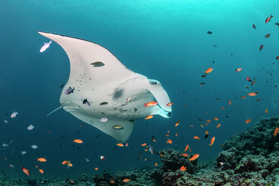 Manta Ray At Cleaning Station Photograph by Tui De Roy