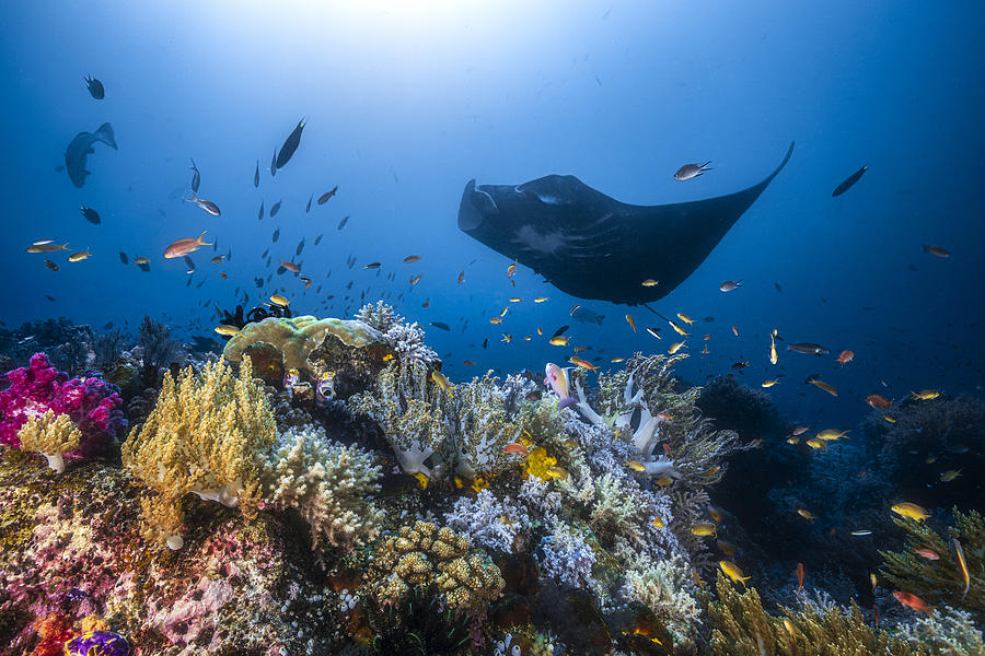 Wildlife Photograph - Manta Reef On The Reef by Barathieu Gabriel