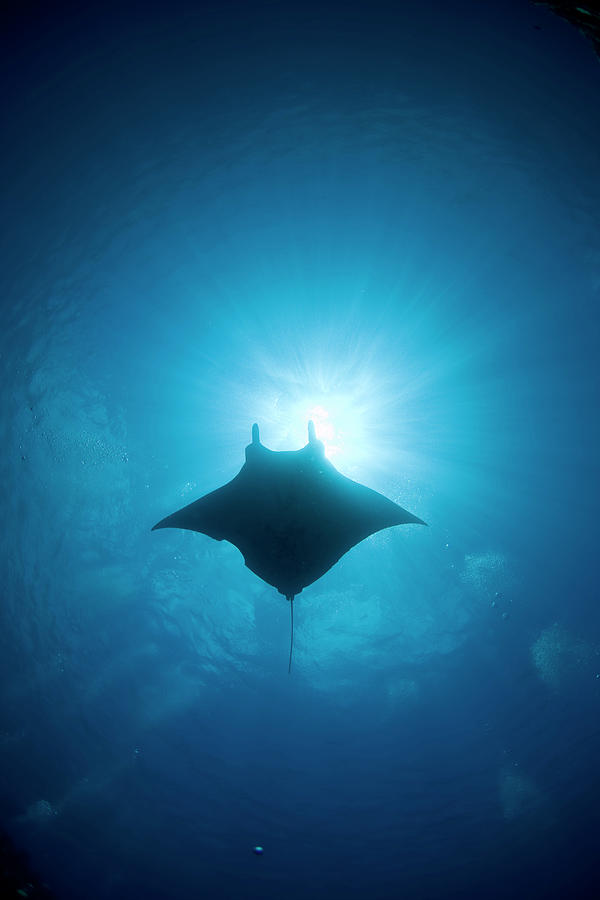 Manta Swimming Underwater, Low Angle Photograph by Yusuke Okada/a.collectionrf