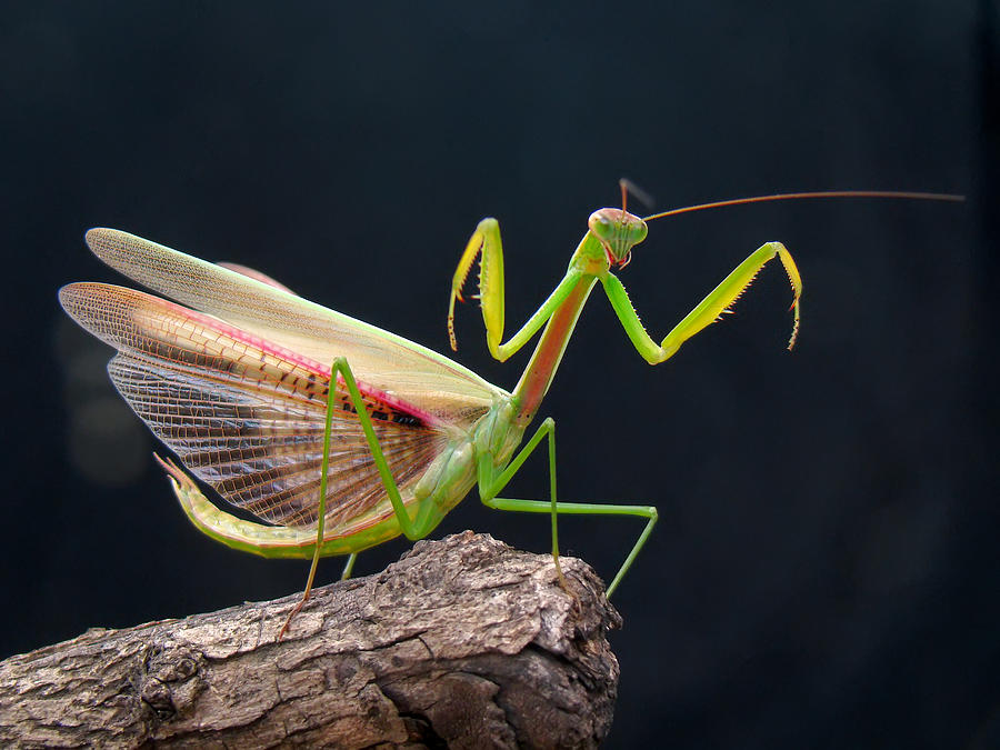 Mantis Photograph by Adegsm
