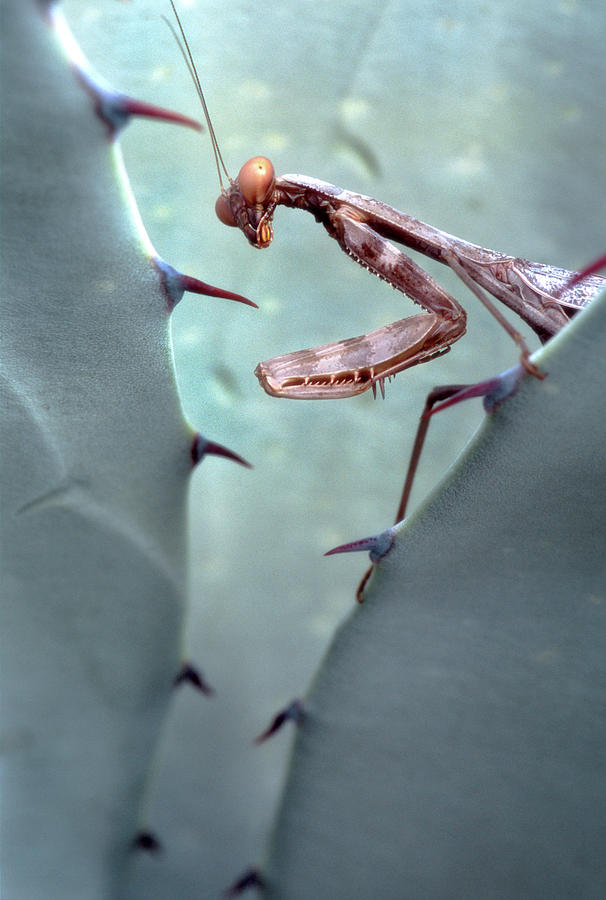 Insects Photograph - Mantis Agave by Thomas Haney