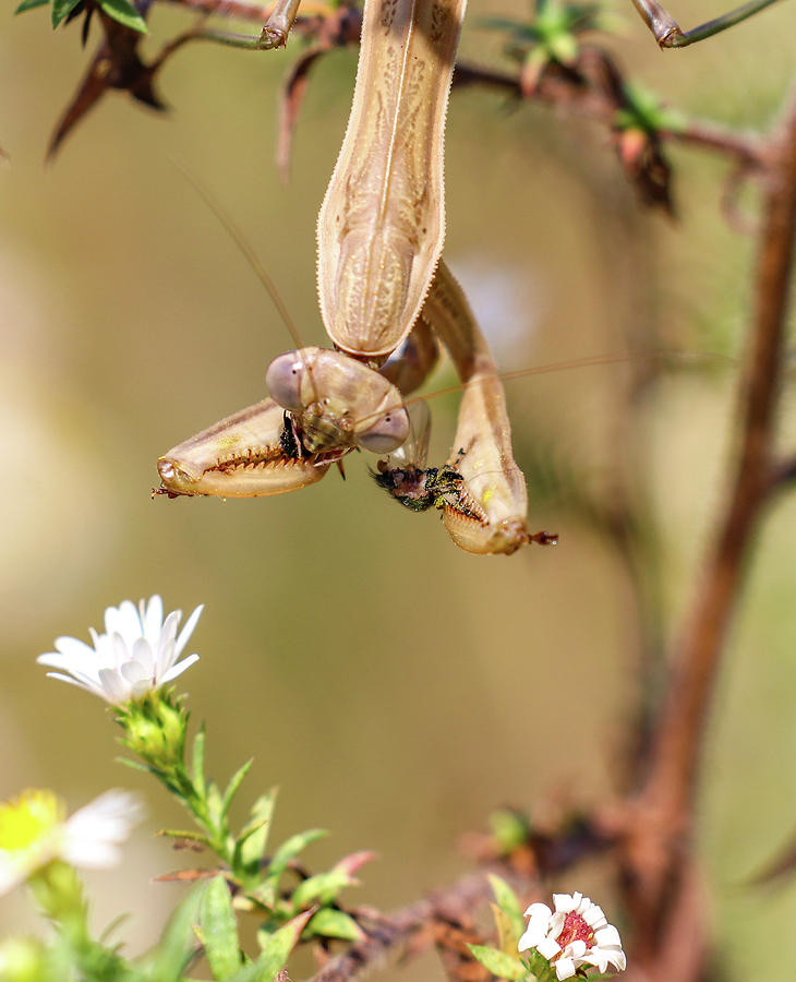 Mantis and Fly Photograph by Michelle Wittensoldner
