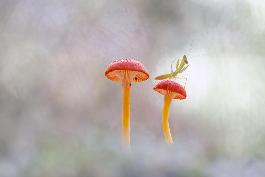 Nature Photograph - Mantis And Red Mushrooms by Abdul Gapur Dayak