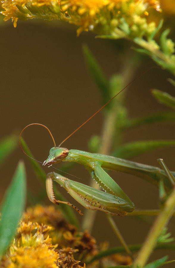 Mantis Cleaning Antenna Photograph by Michael Lustbader