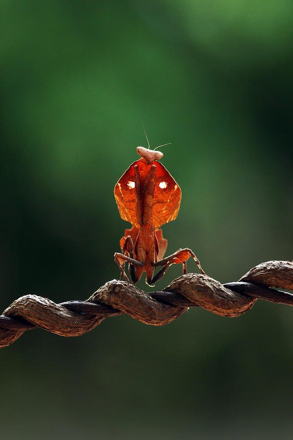 Mantis Cobra Photograph by Ridho Arifuddin - Fine Art America