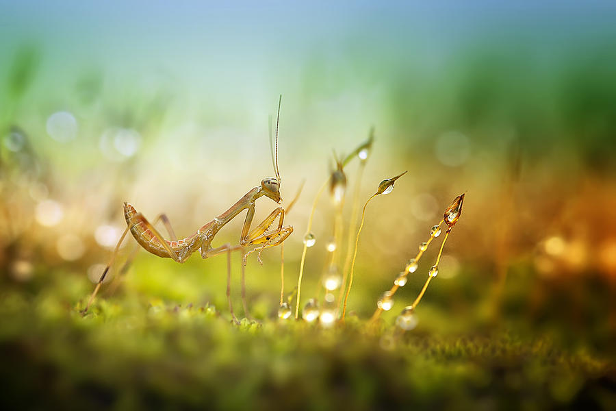Insects Photograph - Mantis In Colorful Morning by Fauzan Maududdin
