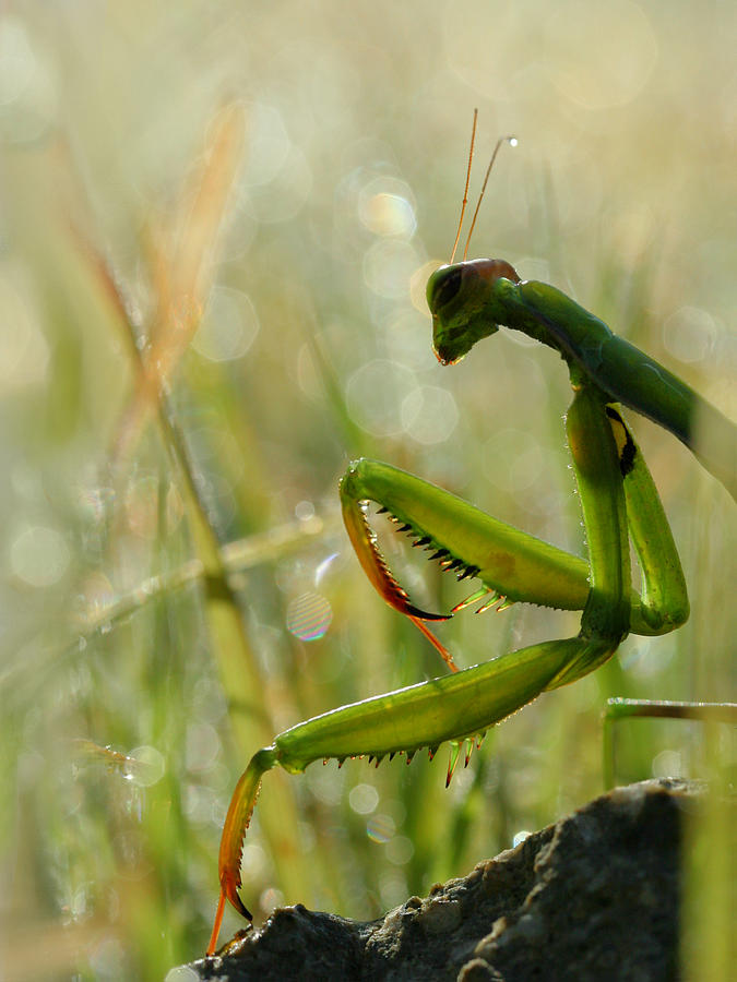 Insects Photograph - Mantis In The Morning by Jimmy Hoffman