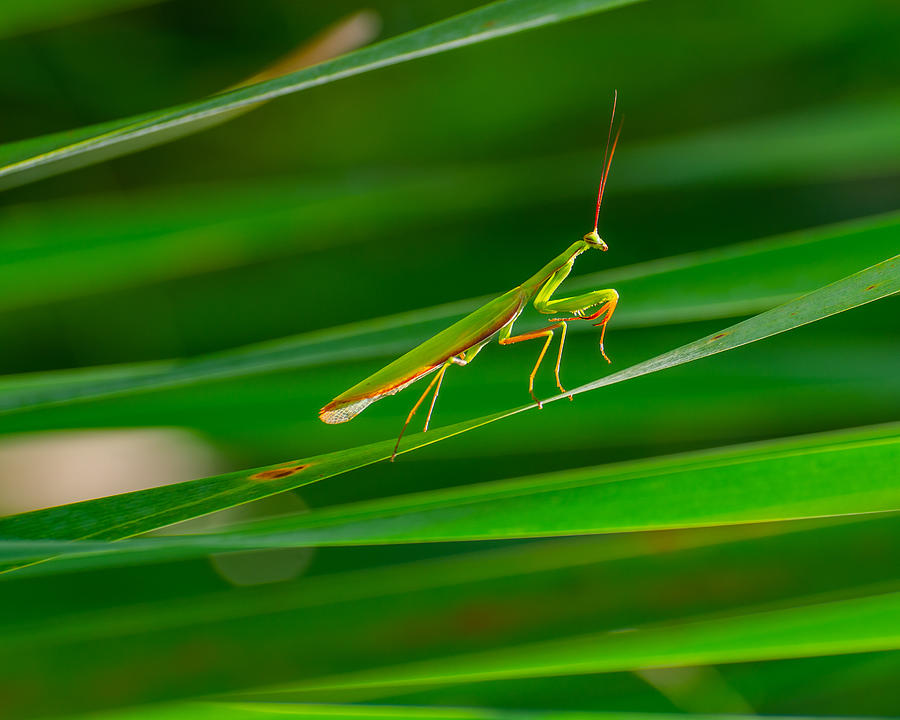Insects Photograph - Mantis by Marek Lapa