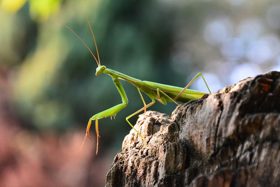 Mantis Photograph by Mirza Cengic - Fine Art America