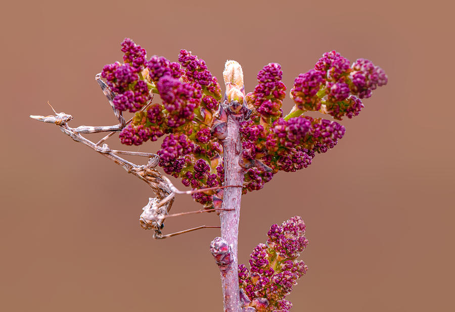 Wildlife Photograph - Mantis by Mustafa ztrk