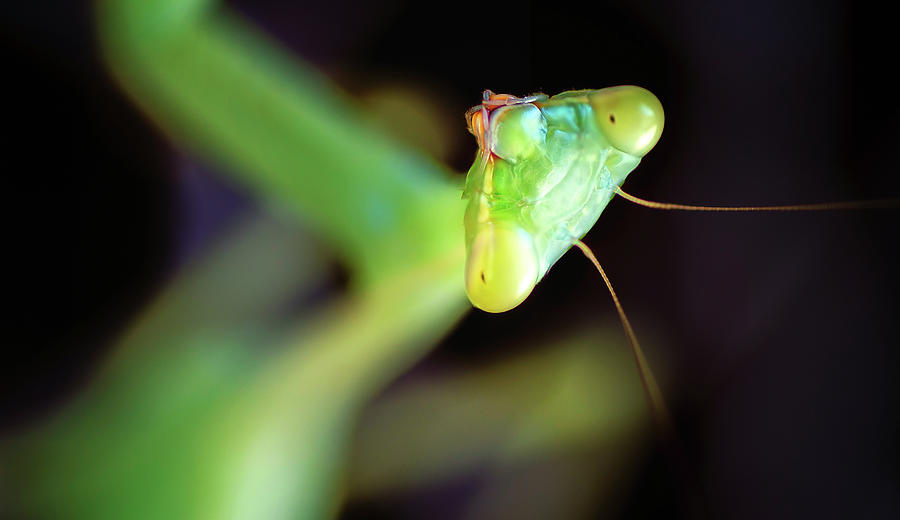 Animal Photograph - Mantis by Pixie Pics