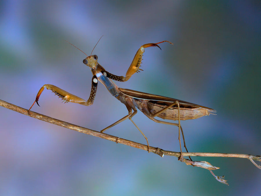 Insects Photograph - Mantis Religiosa by Jimmy Hoffman