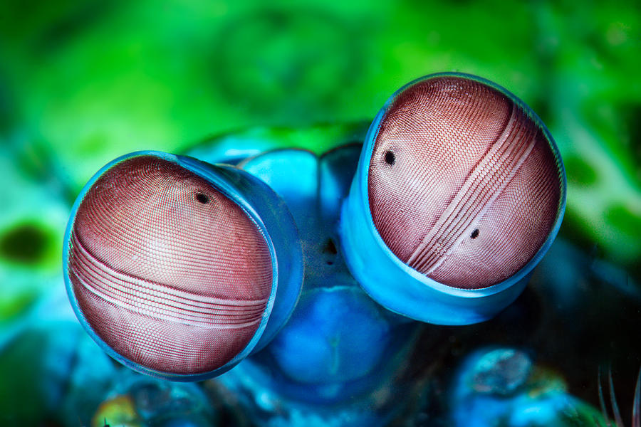 Mantis Shrimp Eyes Photograph by Cdric Pneau