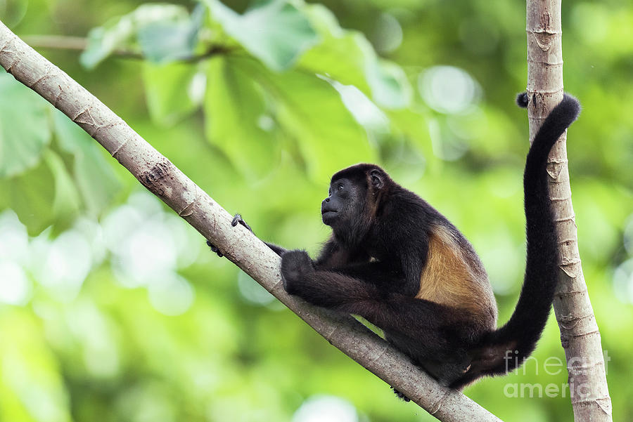 Mantled Howler Monkey Photograph By Dr P. Marazzi/science Photo Library ...