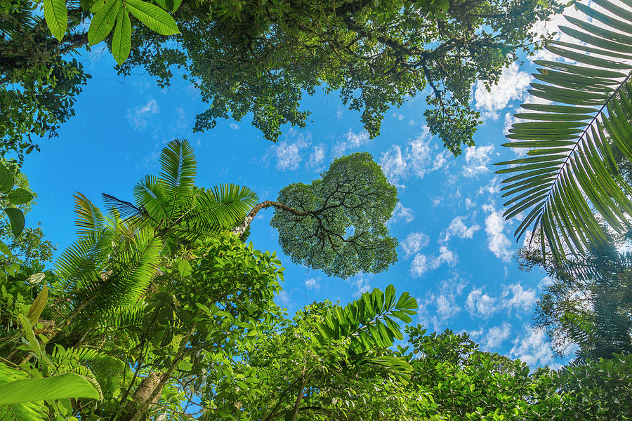 Tree Photograph - Manuel Antonio Jungle Costa Rica by Betsy Knapp