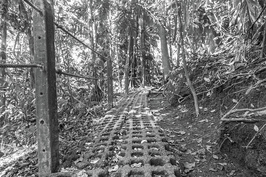 Nature Photograph - Manuel Antonio Jungle Pathway by Betsy Knapp