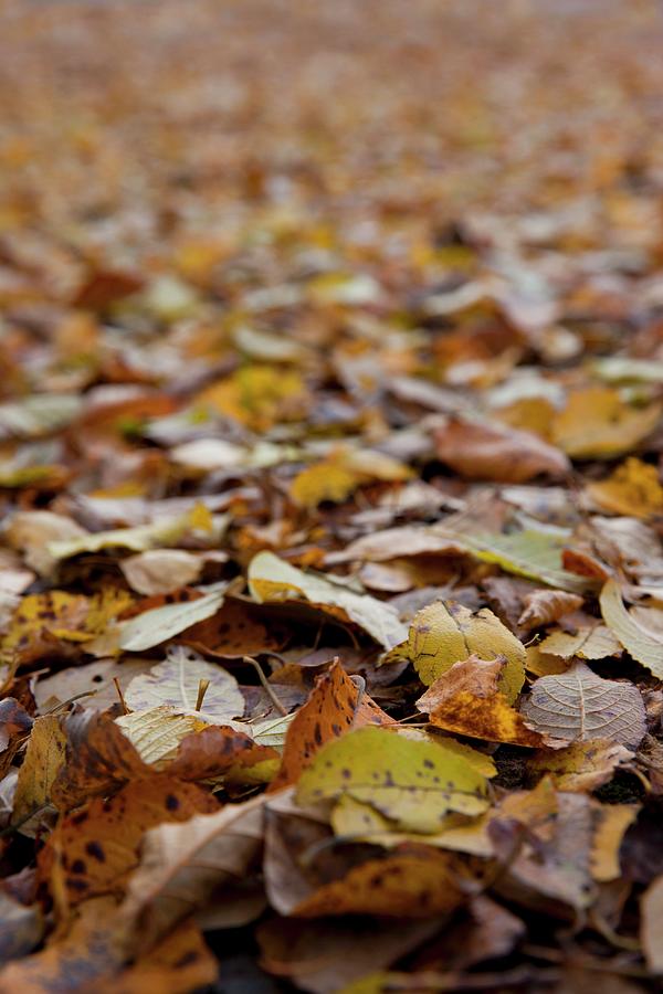 Many Autumn Leaves whole Picture Photograph by Sabine Lscher