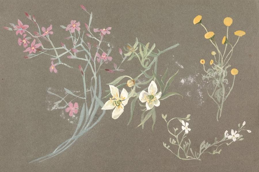 Flower Painting - Many Beautiful Things by Lilias Trotter