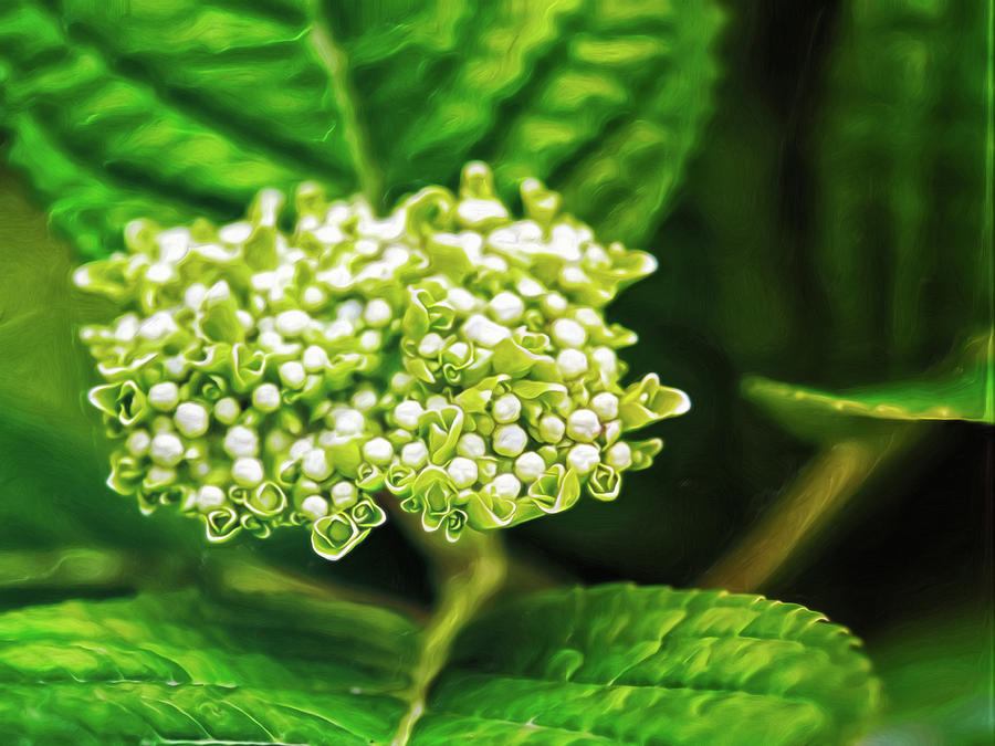 Many Buds by Doctor MEHTA Many Buds by Doctor MEHTA
