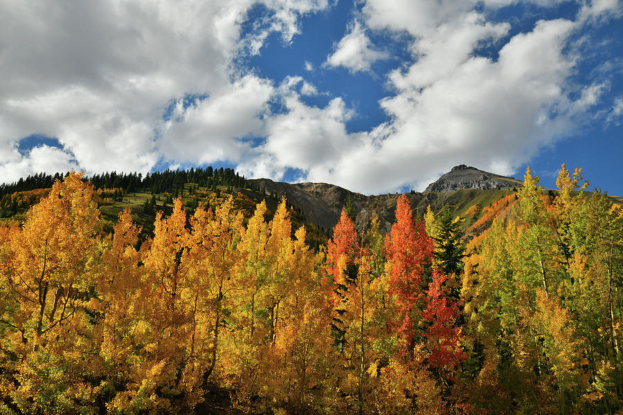 Many Colored Aspens along Million Dollar Highway Photograph by Ray Mathis