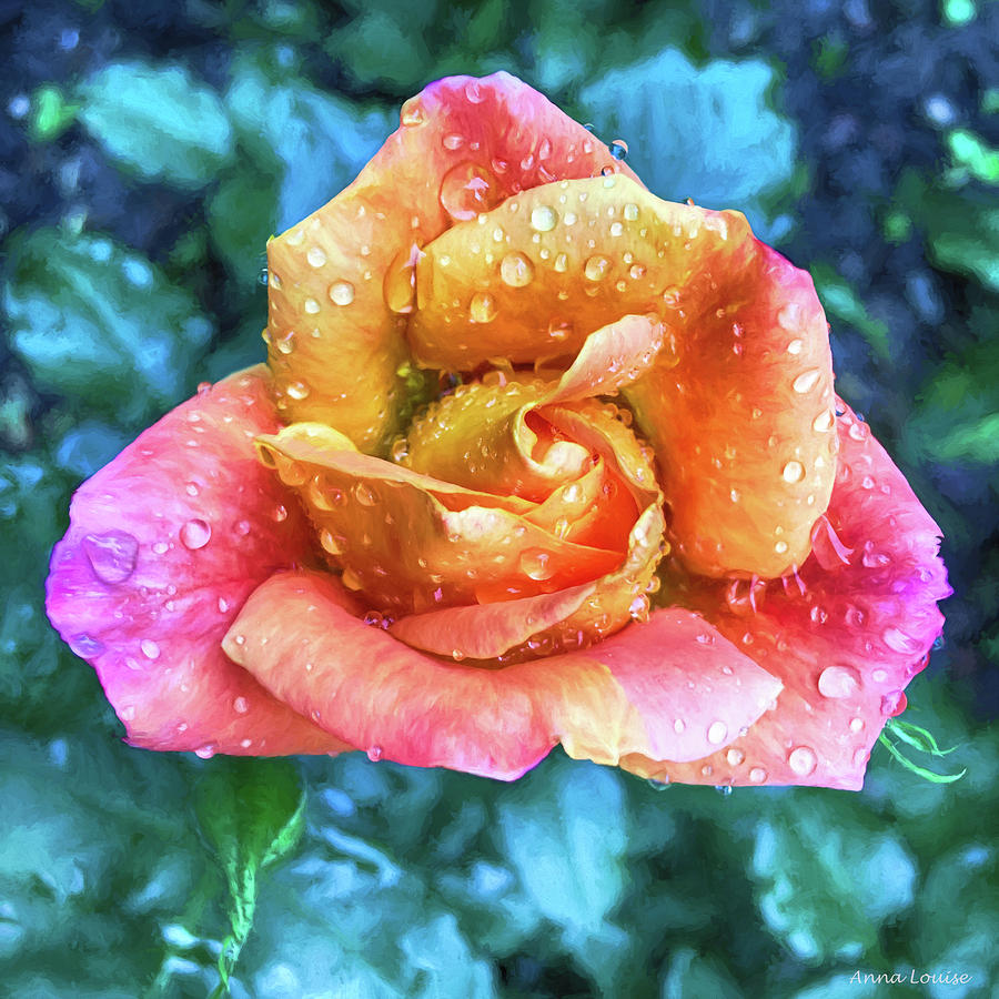 Many Colors Rose Photograph by Anna Louise