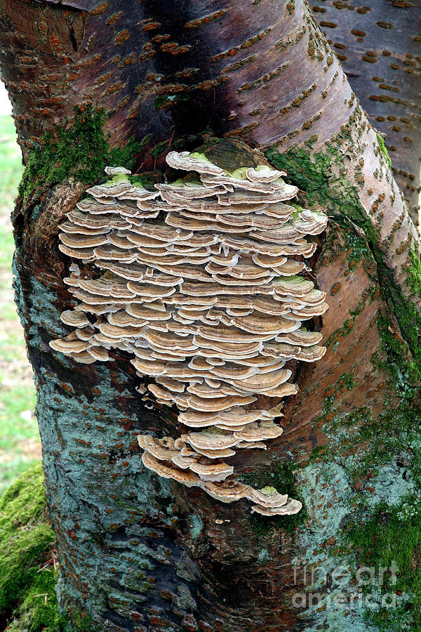 Many-coloured Polypore Fungi Photograph by Dr Keith Wheeler/science Photo Library
