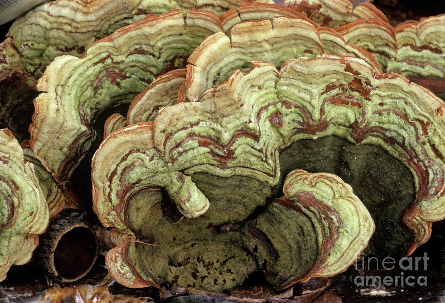 Many-coloured Polypore Fungi Photograph by John Wright/science Photo Library