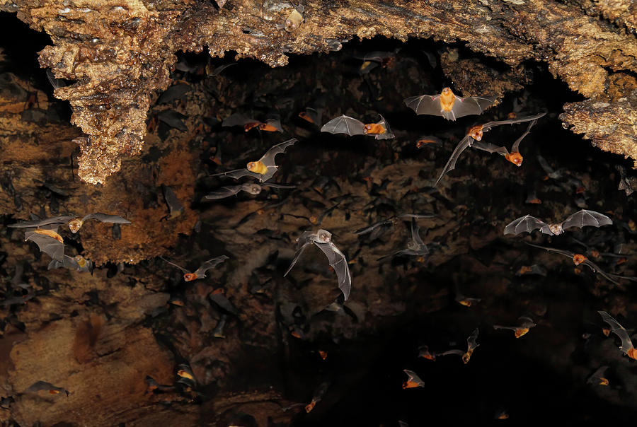 Many Different Bats Flying In Cave Photograph by Ivan Kuzmin | Pixels