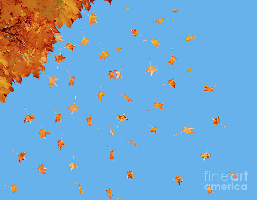 Many fall colored leaves are blown through the blue air by autumn winds. Photograph by Ulrich Wende