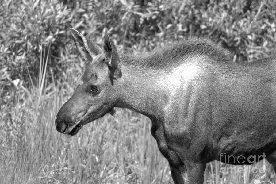 Many Glacier Moose Calf Back And White Photograph by Adam Jewell