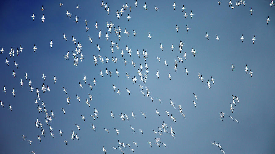 Many, Many Geese Photograph by Todd Klassy