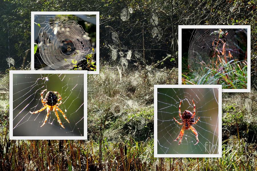 many-orb-weaver-webs-collage-photograph-by-linda-vanoudenhaegen-pixels