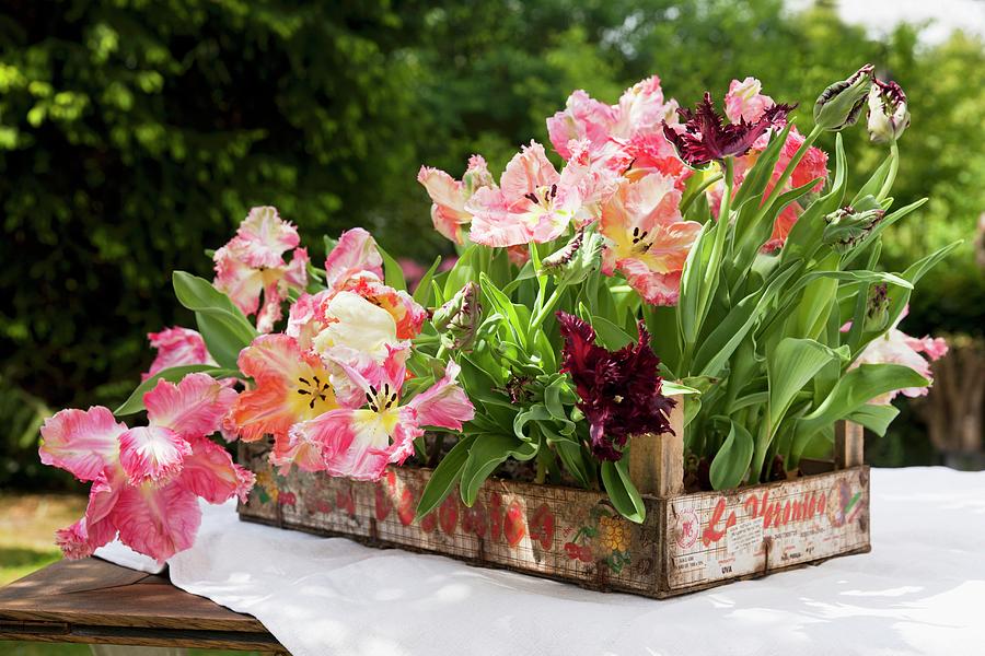 Many Parrot Tulips In Wooden Crate On Table In Garden Photograph by Sabine Lscher