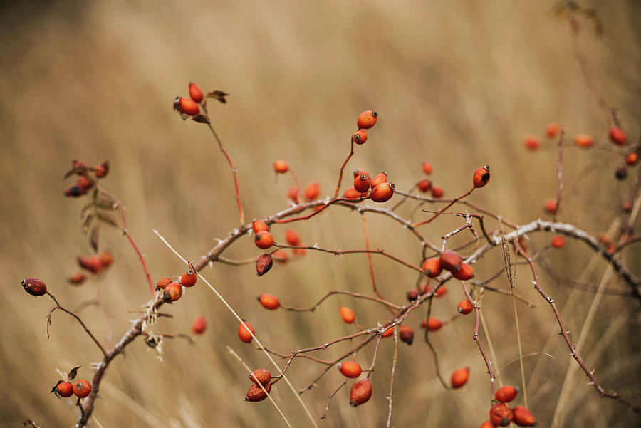 Nature Photograph - Many Red Ripe Berries On Thin  Bush Branches In Park by Cavan Images