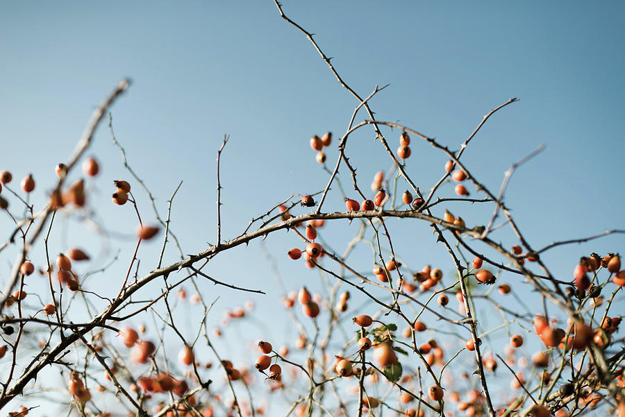 Nature Photograph - Many Red Ripe Berries On Thin Tree Or Bush Branches In Park by Cavan Images