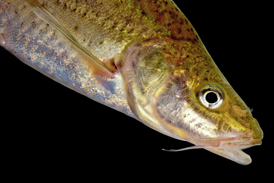 Many-spotted Golden Line Barbel Photograph by Dante Fenolio