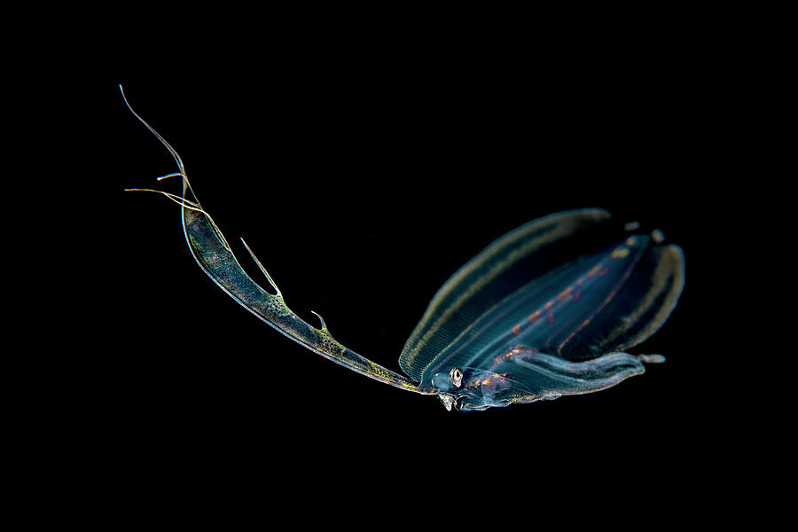 Many-spotted Lefteye Flounder Larval Juvenile, Transparent Photograph ...