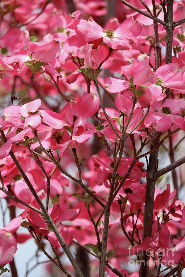 Many Spring Pink Dogwood Blossoms Photograph