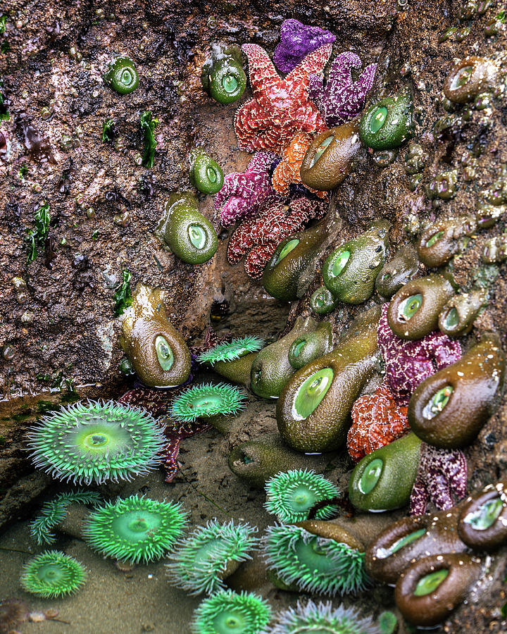 Many Starfishes Anemonias and Actinias in a tide pool  Photograph by Alex Mironyuk