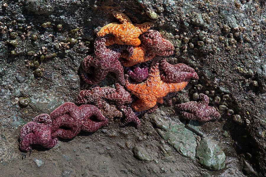 Many Starfishes in a tide pool - 1 Photograph by Alex Mironyuk