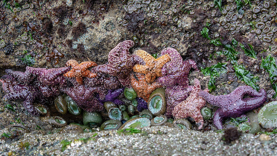 Many Starfishes in a tide pool Photograph by Alex Mironyuk