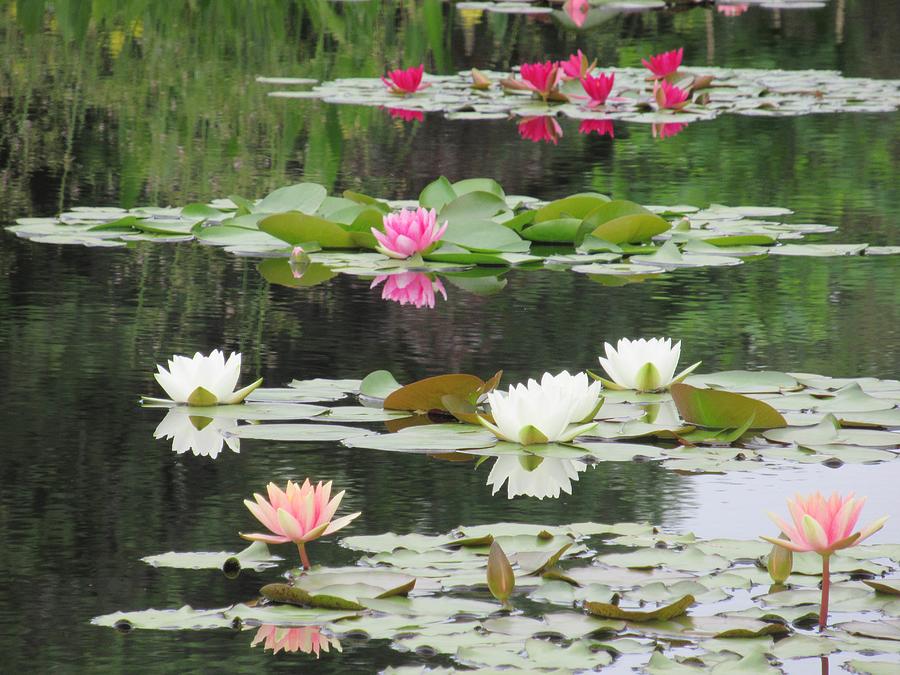 Many Water Lilies Photograph By Monica Donaldson Stewart Fine Art America