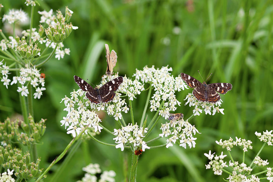 Map Butterflies And Bees On The Flower Of The Wild Chervil Photograph by Konrad Wothe